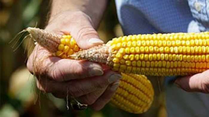 Mnet 128622 Corn Harvest Lead