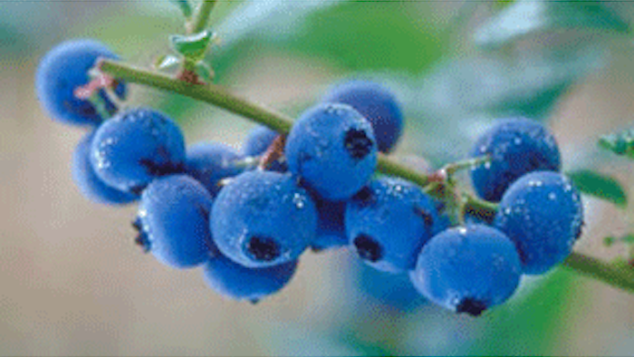Mnet 135918 Blueberries Lead