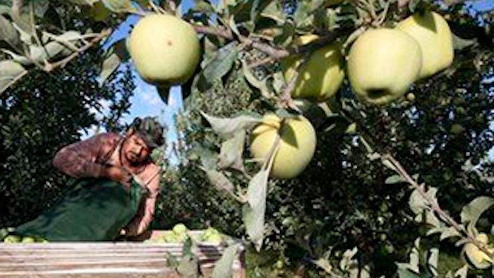 Mnet 139605 Apple Exports Lead