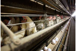 Mnet 148901 Bird Flu Listing Image 0