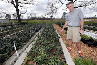 Us Tea Farms Ap 56e6c8ed534e2