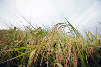 Fda Arsenic In Rice Rein 5701cc472f056