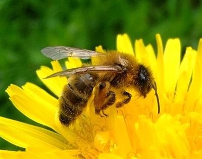 Honey Bee Wiki 570cf1c686c91