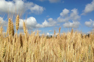 Wheat Field Pixabay 579f578c511f0