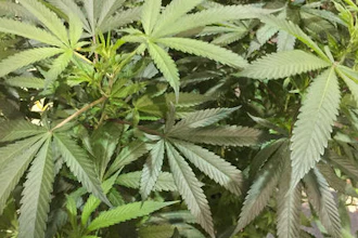 Oregon Cannabis Growers' Fair