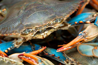 Blue Crab 000088588821 Medium 57ee76ec56cb8