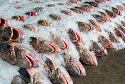 Mnet 151910 Fish 800x400