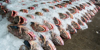 Mnet 151911 Fish 800x400