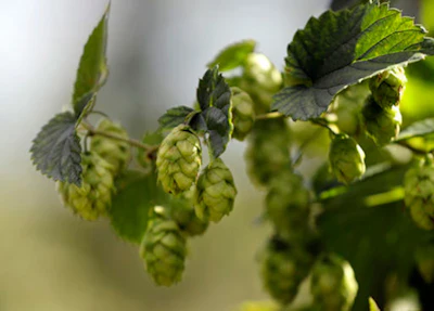 In this Friday, Sept. 2, 2016 photo ripe hop flowers hang from hop plants at the Hamblen Farm in Gorham, Maine. Hops are used in brewing beer to give the beverage it's bitter flavor. (AP Photo/Robert F. Bukaty)