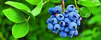 Mnet 152058 Blueberry 1280x512