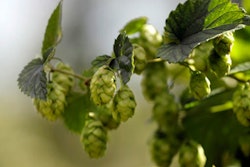 Mnet 152144 Hops Image Listing 0