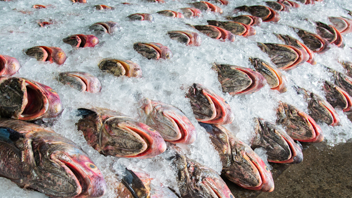Mnet 152478 Fish 1280x512
