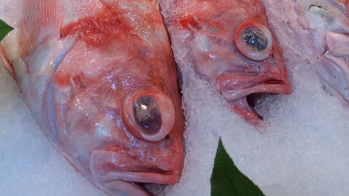 Mnet 152608 Mislabeled Fish