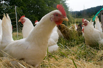 Chicken Wiki 5880cfc052309
