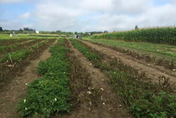 Simplot Plant Sciences