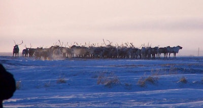 reindeer from the herd