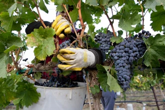 Yolanda Gil harvests Merlot