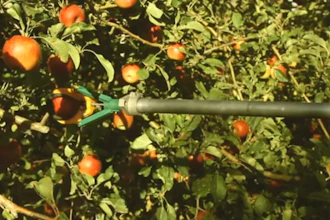 Fresh Fruit Robotic Harvester