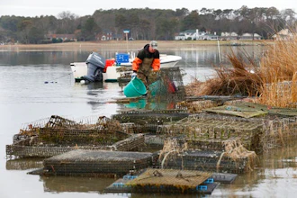 Oyster Fishing Ap 5908972bdddca