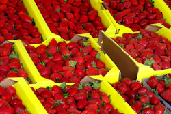 Strawberry 2 Ap 5926df1ba4410