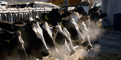 FILE- In this March 11, 2009 file photo, a line of Holstein dairy cows feed through a fence at a dairy farm outside Jerome, Idaho. Idaho is asking a federal appeals court to reinstate a statewide ban on spying at farms, dairies and slaughterhouses after a lower court judge sided with animal rights activists who said the ban violated free speech rights. (AP Photo/Charlie Litchfield, File)