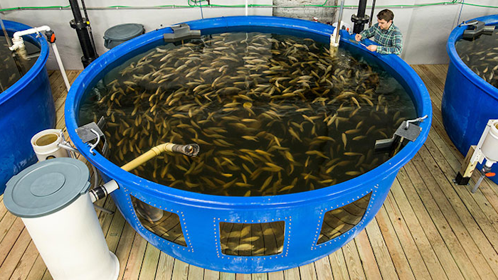 Aquaponics in minnesota Produce