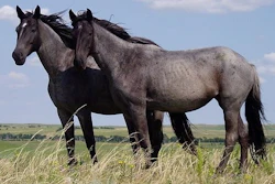 Nokota Horses Cropped Wiki 596775b46ec7b