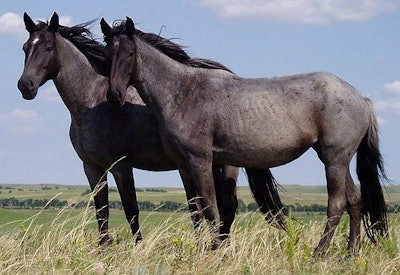 Nokota Horses Cropped Wiki 596775b46ec7b