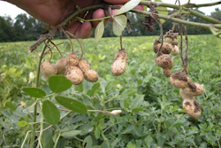 Peanut Farming