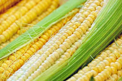Corn Pixabay