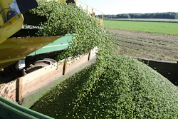 Pea Harvest