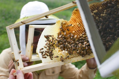 Honey Bees Ap