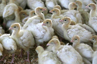 Traceable Turkeys
