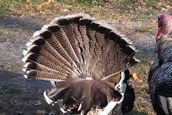 Turkey Tails