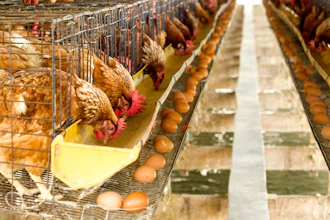 Egg Chicken Farm