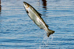 Mnet 155573 Salmon Farming Hero 0