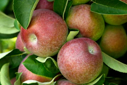 Apple Farmers Ap