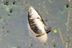 Dead Fish Wiki