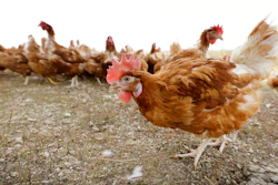 Organic Chicken Ap
