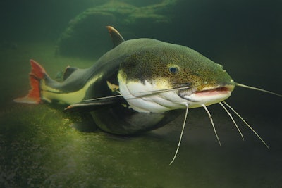 The Red Tail Catfish Phractocephalus Hemiliopterus 833488746 3000x2000