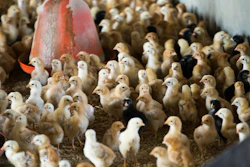 Chicken Chicks