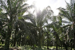Mnet 155700 Palm Oil Listing
