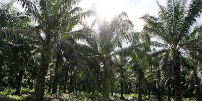 Mnet 155700 Palm Oil Listing