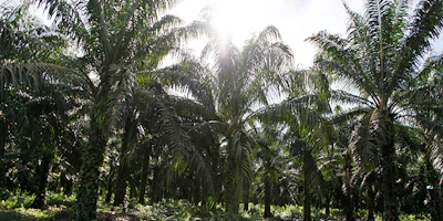 Greenpeace said Monday, March 19, 2018 household brands including PepsiCo and Johnson & Johnson are refusing to disclose where they get their palm oil from despite vows to stop buying from companies that cut down tropical forests to grow the widely used commodity. The environmental group said that in January it asked 16 major brands to reveal their suppliers of palm oil, which is mainly grown in Indonesia and Malaysia and used in a slew of consumer products from snacks to cosmetics. (AP Photo/Dita Alangkara, File)