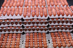 Eggs