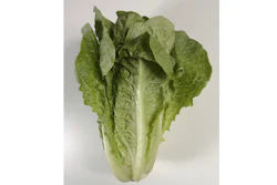 Romaine