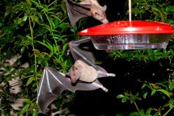 Tequila Bat Ap