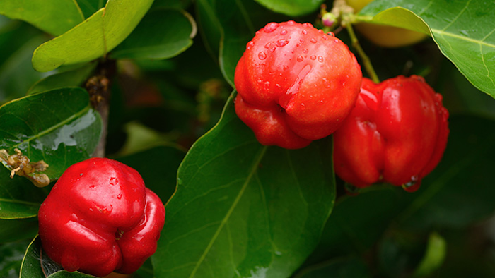Acerola fruit is rich in vitamin A & C, antioxidants and is used as a natural health supplement.