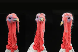Turkeys