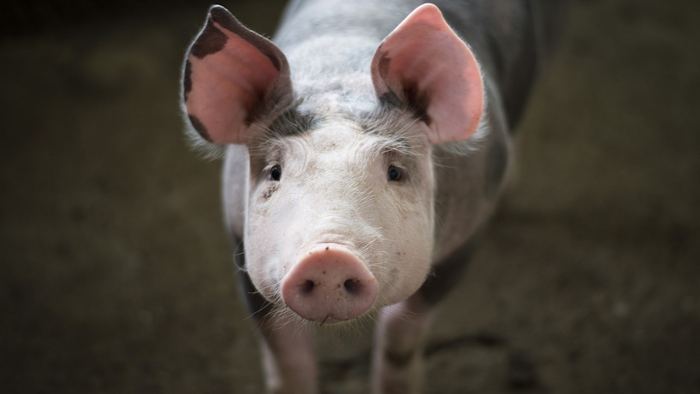 Mnet 111296 Pig
